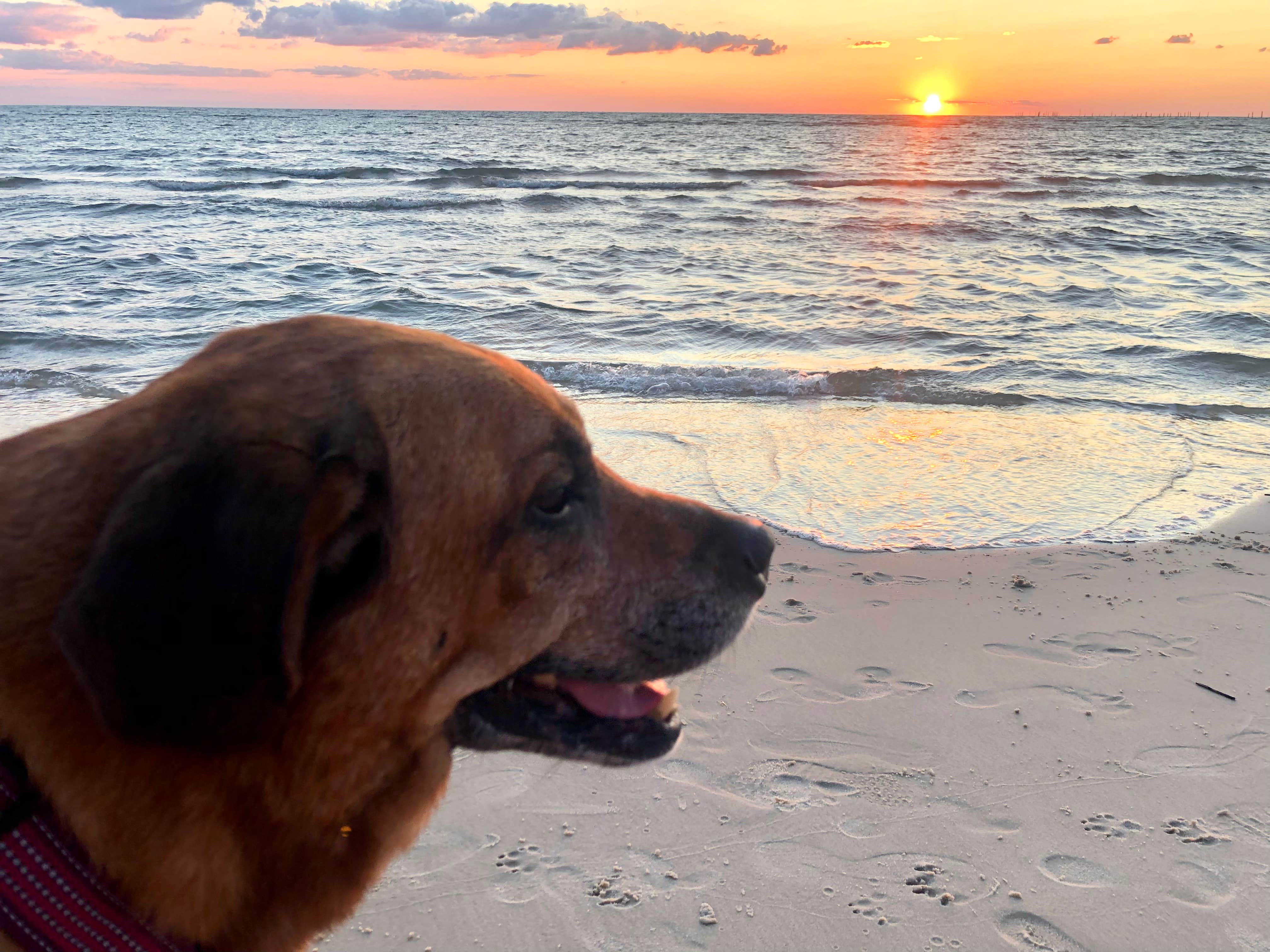 Alexa D.'s photo of camping with pets at Cape Charles / Chesapeake Bay KOA near Nassawadox, VA