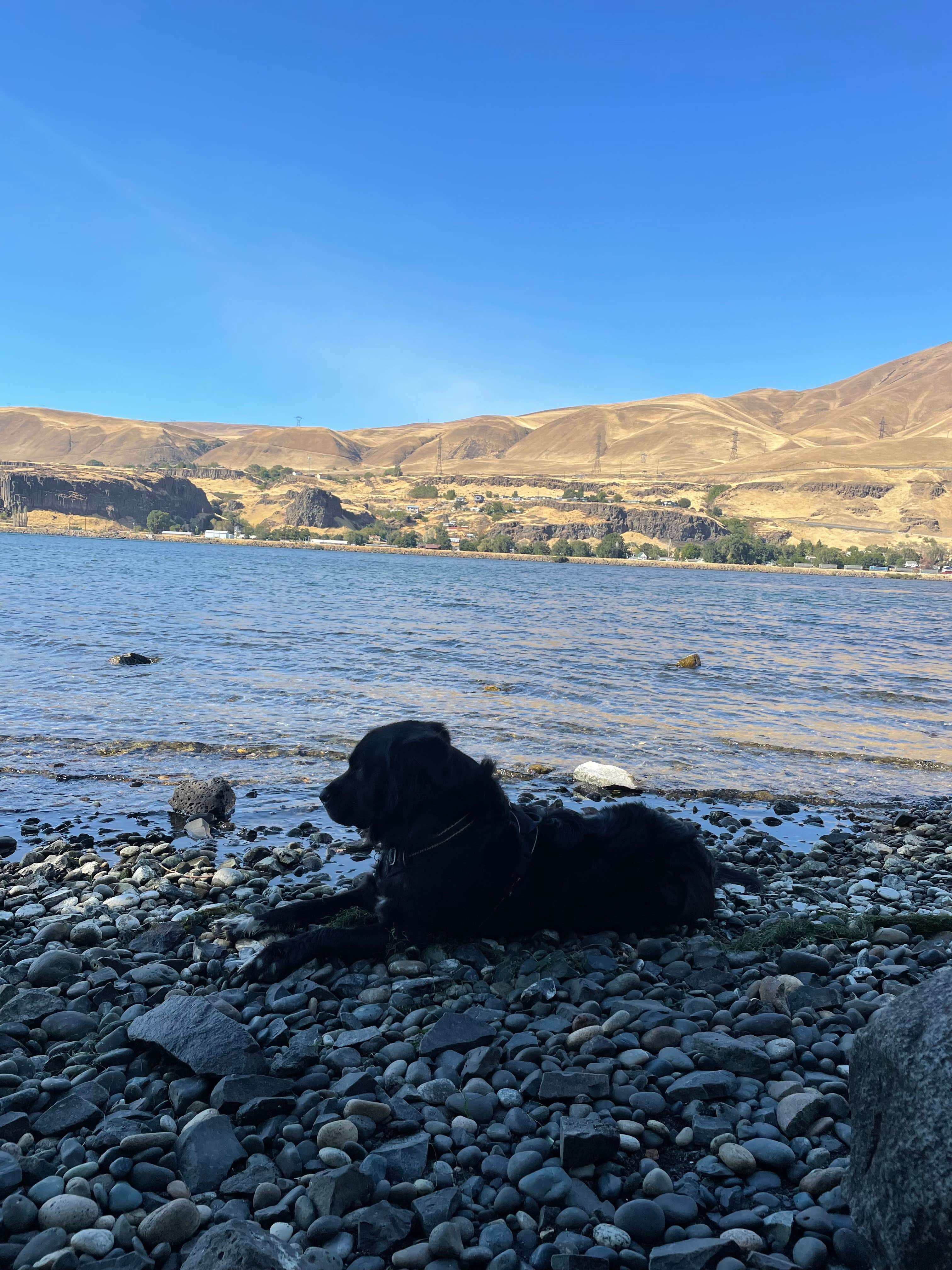 Jenna M.'s photo of camping with pets at Celilo Park Recreation Area near John Day Lock and Dam, Lake Umatilla