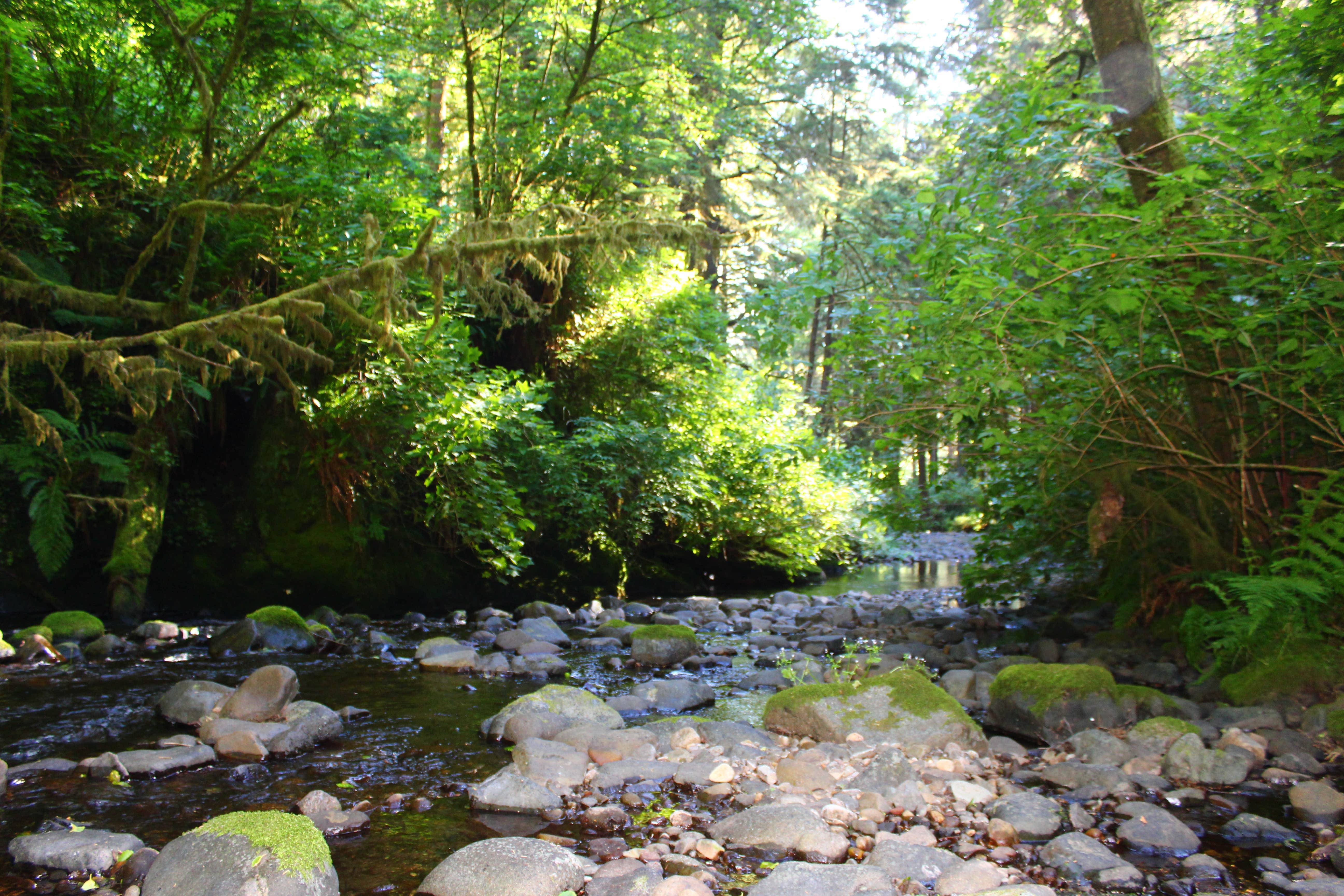 Camper submitted image from Rock Creek - Rogue River - 1