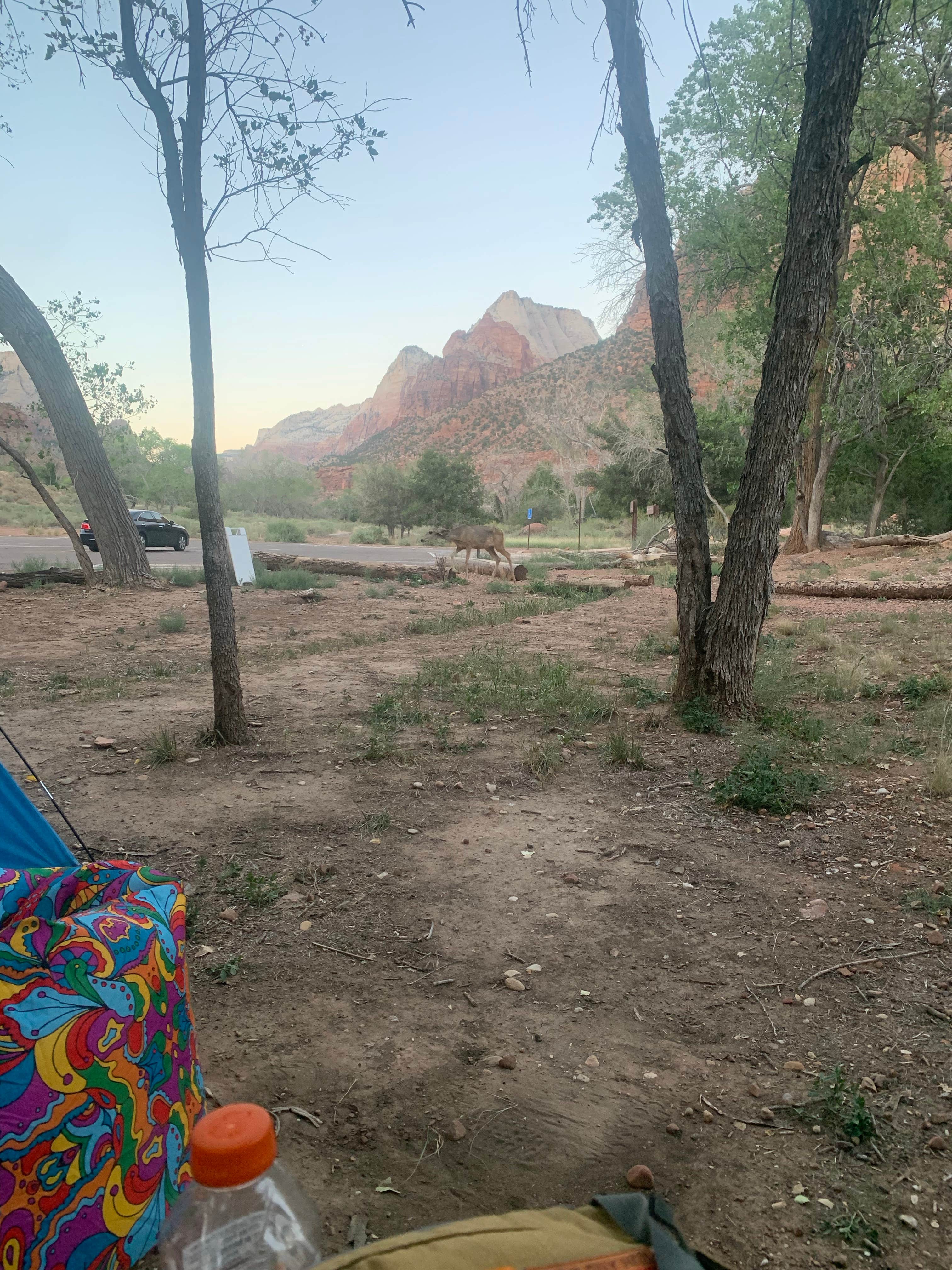 Court R.'s photo at South Campground — Zion National Park near Rockville, UT