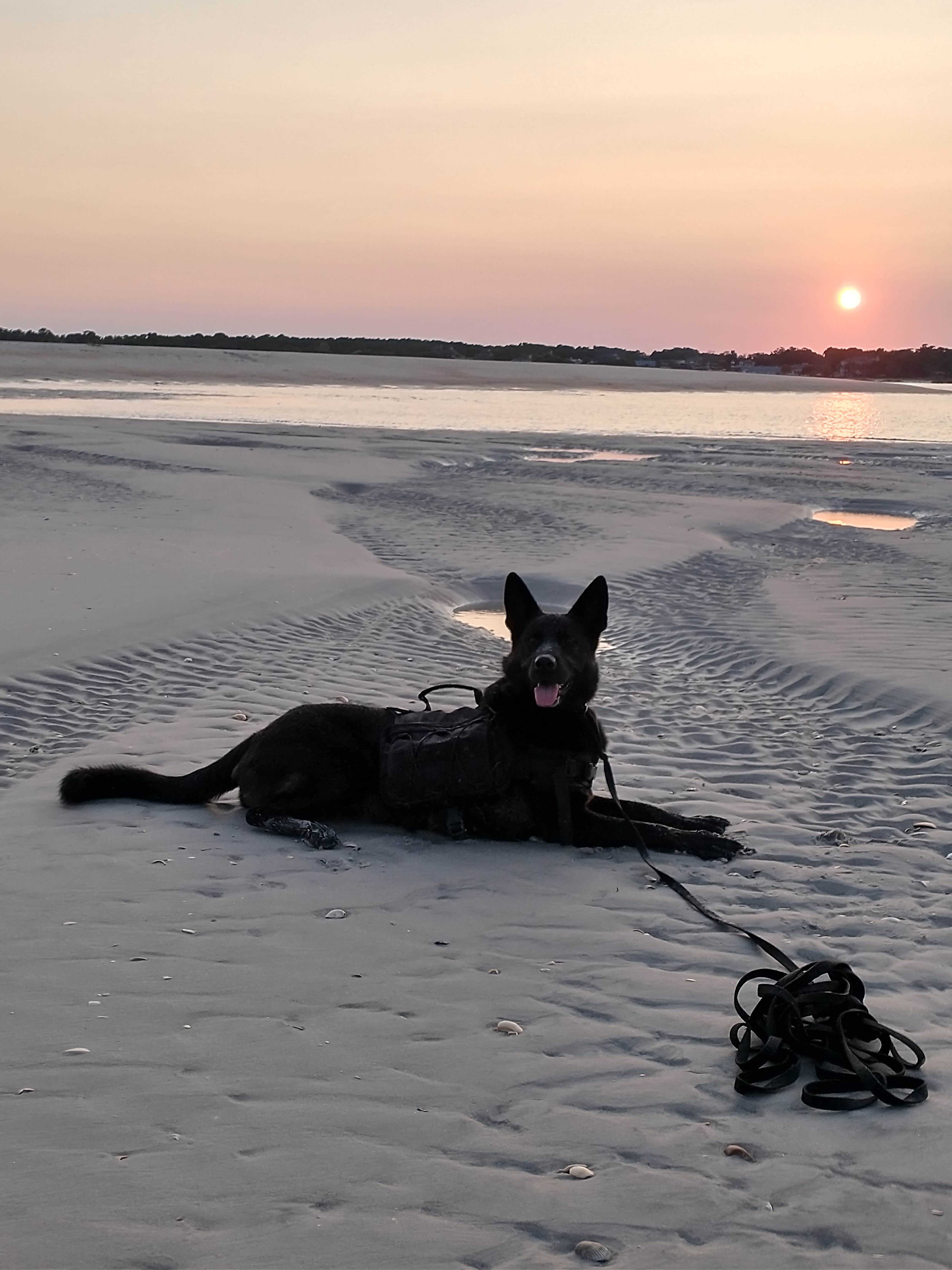 Jeannie's photo of camping with pets at Freeman Park near Wilmington, NC