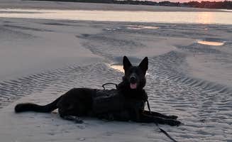 Jeannie's photo of camping with pets at Freeman Park near North Topsail Beach, NC