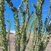 Review photo of BLM Imperial Dam Long Term Visitor Area (LTVA) by Dee W., September 17, 2021