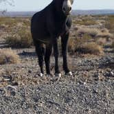 Review photo of BLM Imperial Dam Long Term Visitor Area (LTVA) by Dee W., September 17, 2021