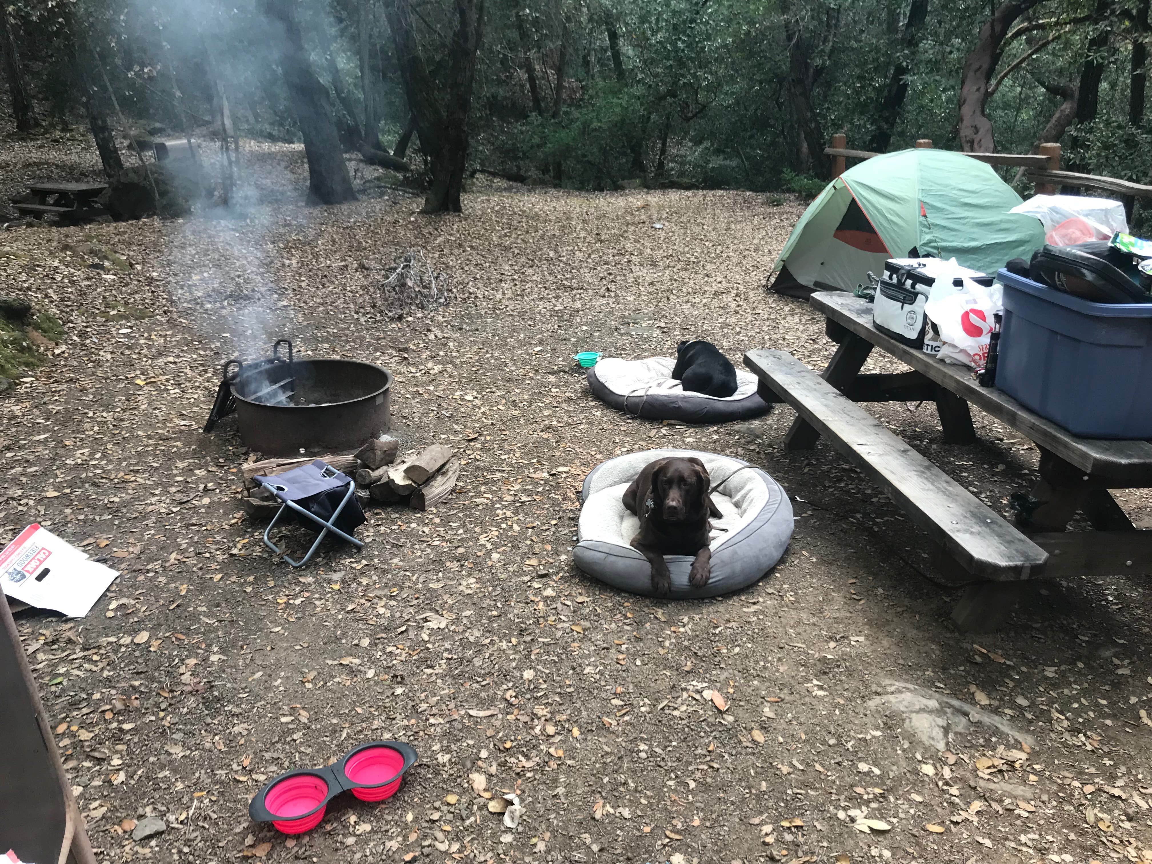 Uvas Canyon County Park Camping Morgan Hill CA The Dyrt