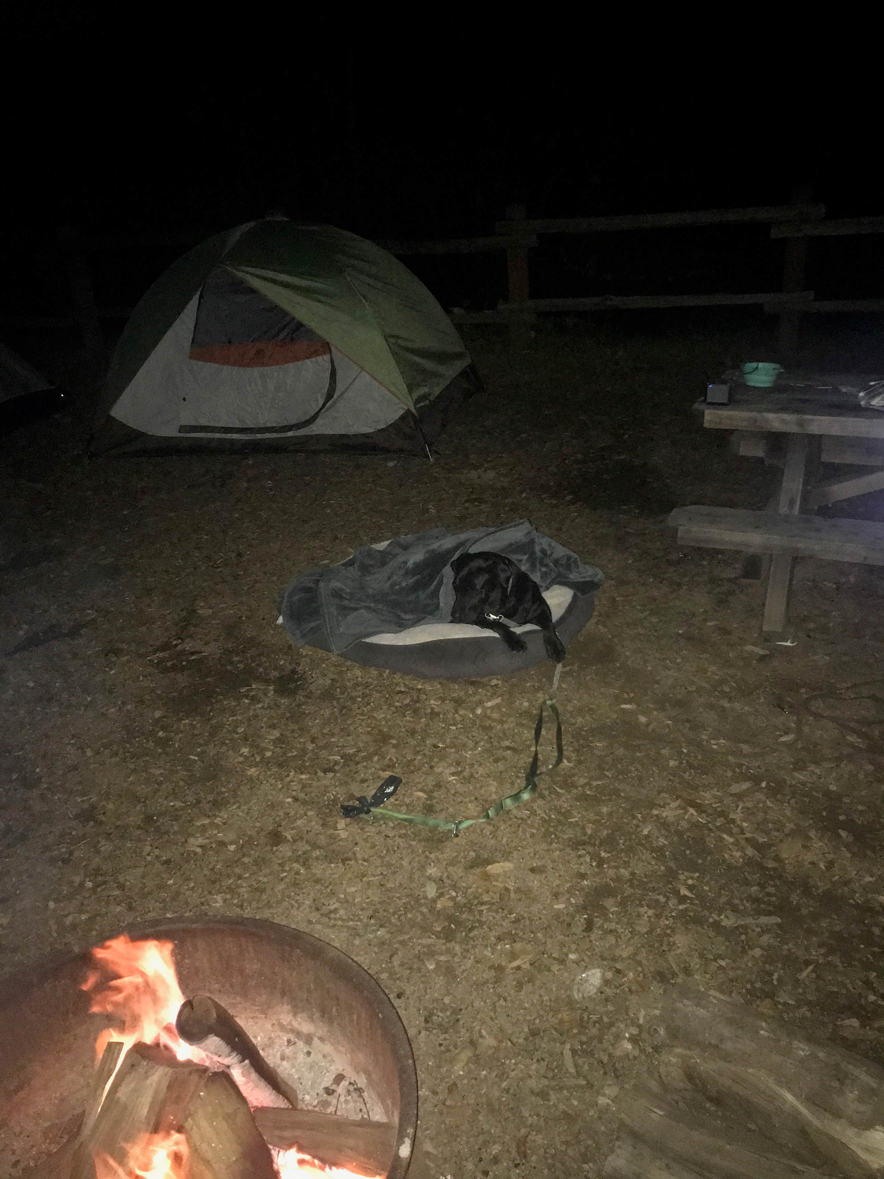 Camper submitted image from Uvas Canyon County Park - 4