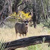 Review photo of Mesa Verde National Park Boundary (BLM Land) by Jake S., September 17, 2021