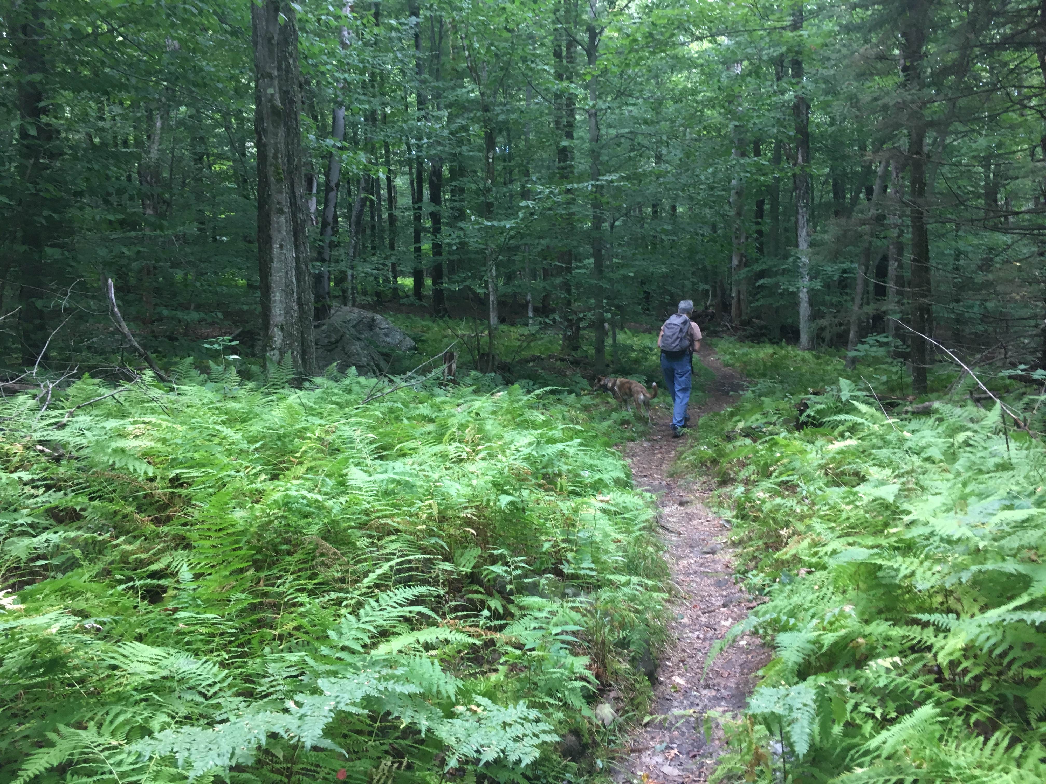 Camper submitted image from Daughters of the American Revolution (DAR) State Forest Campground - 4