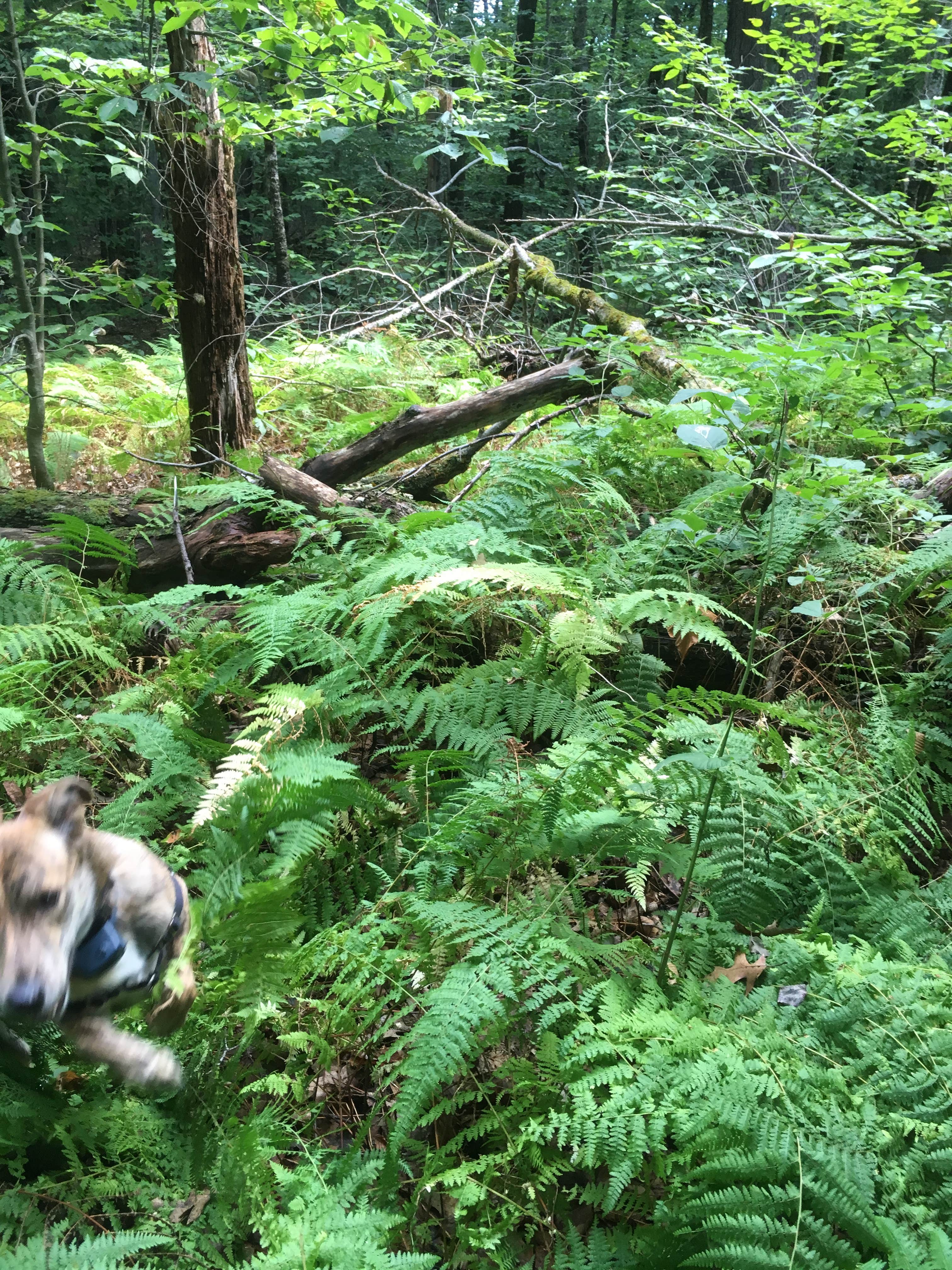 Alan's photo of camping with pets at Daughters of the American Revolution (DAR) State Forest Campground near Springfield, MA