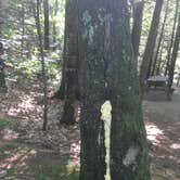 Review photo of Daughters of the American Revolution (DAR) Campground — D.A.R. State Forest by Alan , September 17, 2021