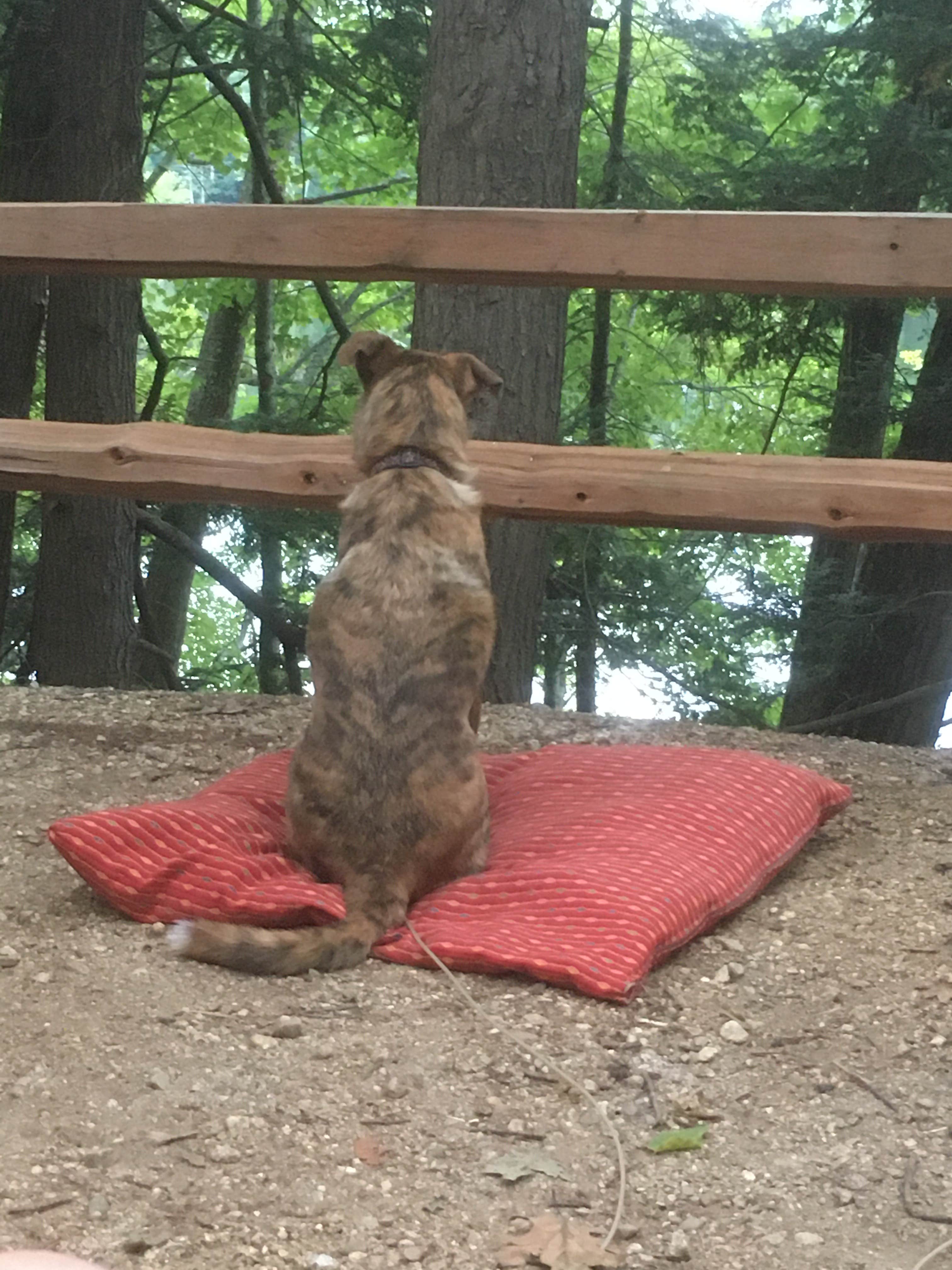 Alan's photo of camping with pets at Wells State Park Campground near Chepachet, RI