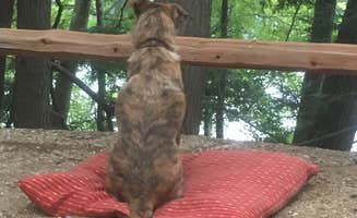 Alan's photo of camping with pets at Wells State Park Campground near Fayville, MA