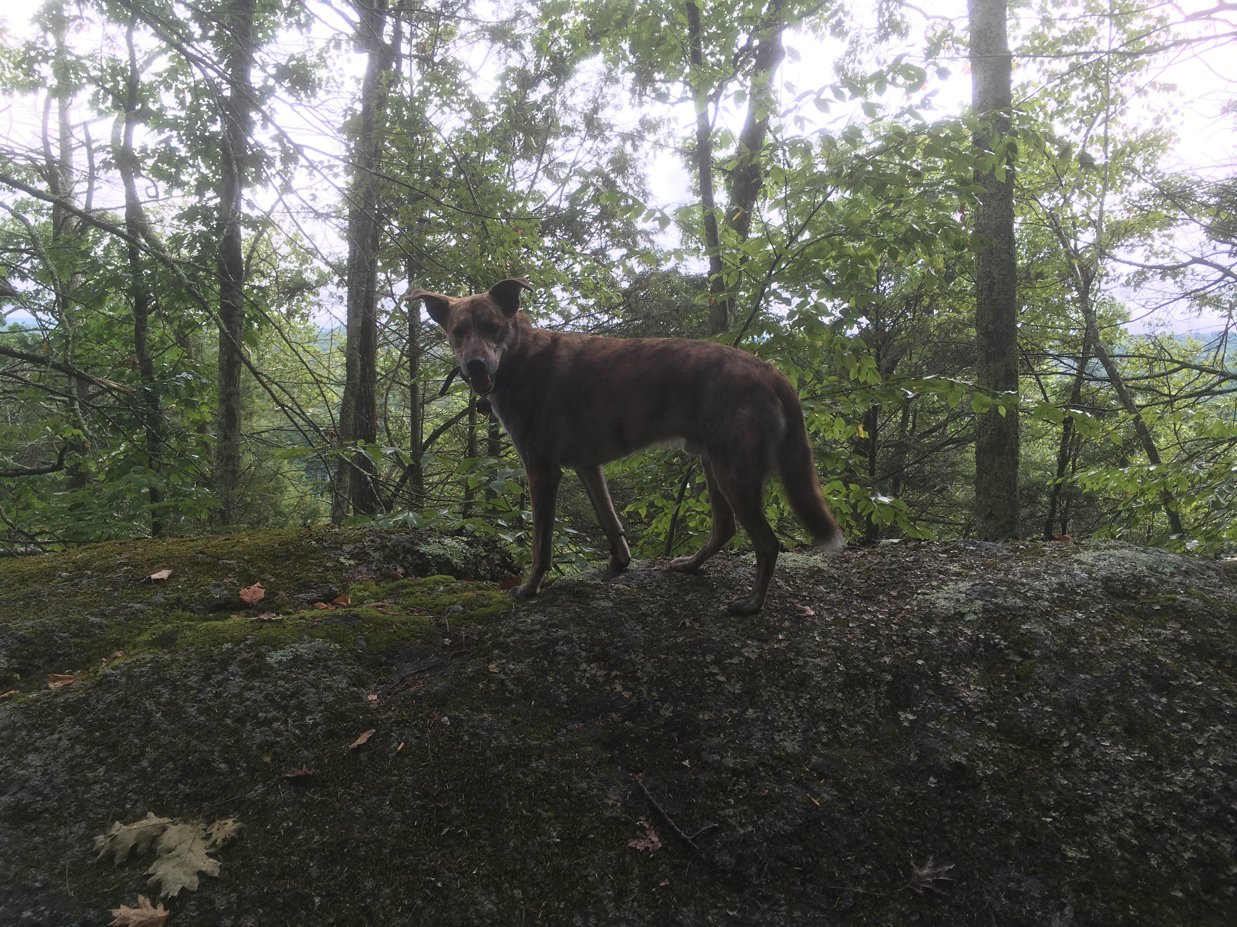 Alan's photo of camping with pets at Wells State Park Campground near Westville Lake