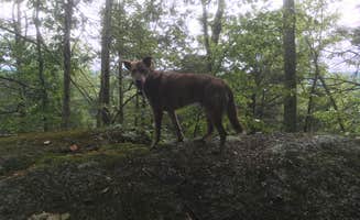 Alan's photo of camping with pets at Wells State Park Campground near Buffumville Lake