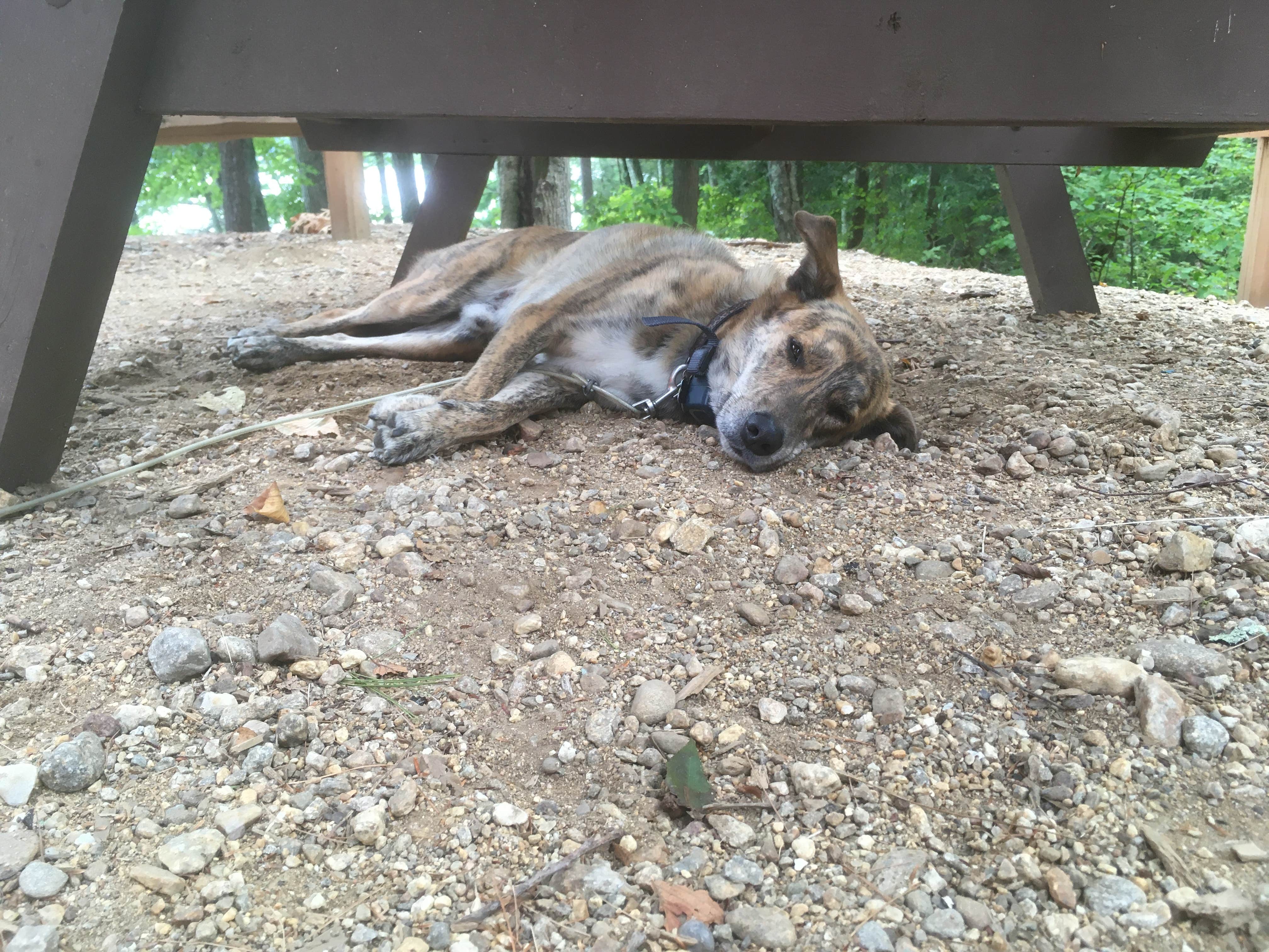 Alan's photo of camping with pets at Wells State Park Campground near Fayville, MA