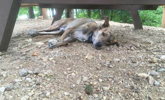 Alan's photo of camping with pets at Wells State Park Campground near Fayville, MA