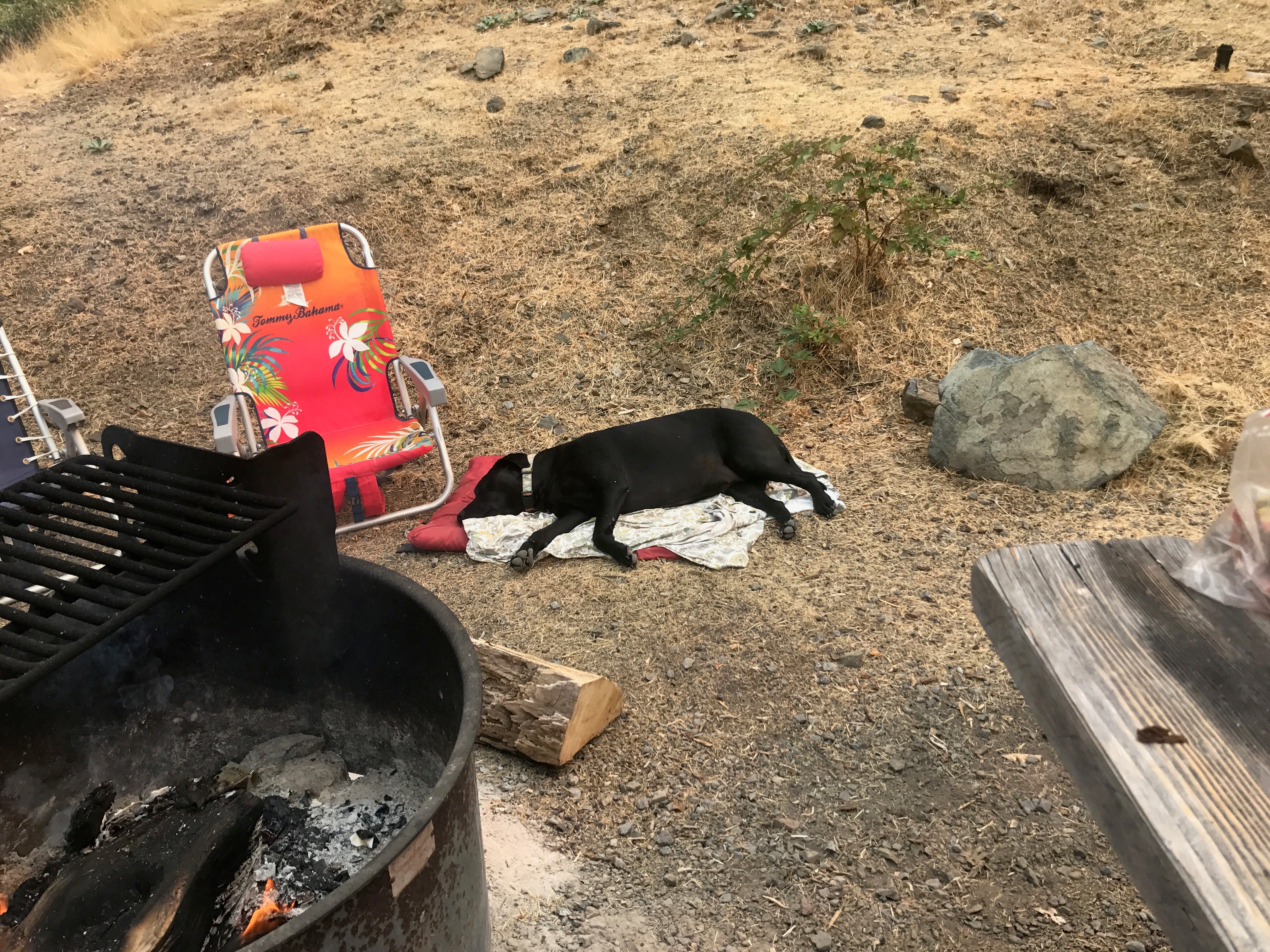 Camper submitted image from Tree Of Heaven Campground - 4