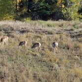 Review photo of Spread Creek Dispersed Campground by Courtney T., September 17, 2021