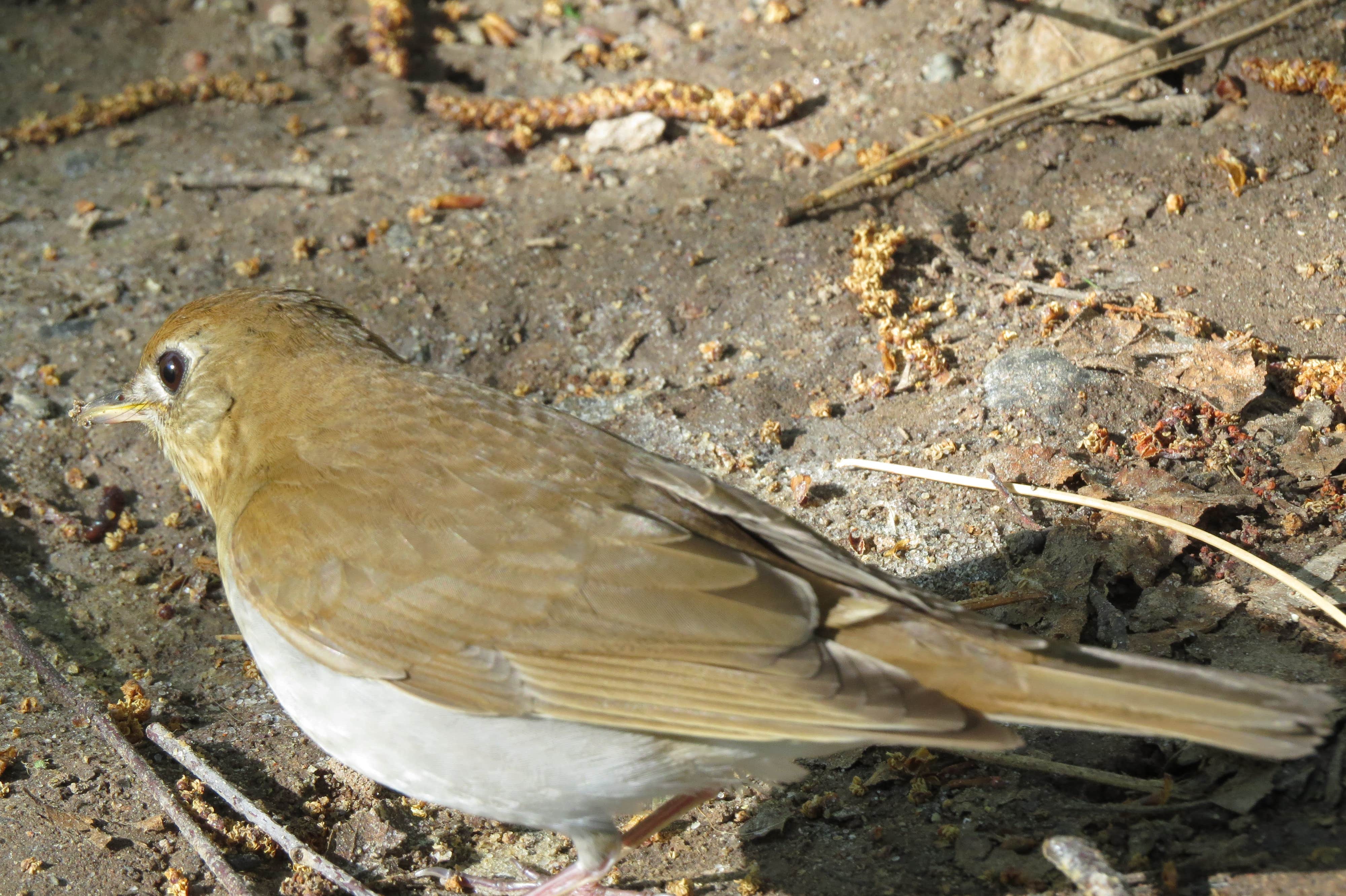 Camping near Brno Farm: Moose Lake State Park Campground, Moose Lake, Minnesota