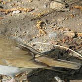 Review photo of Moose Lake State Park Campground by MARY K., September 17, 2021