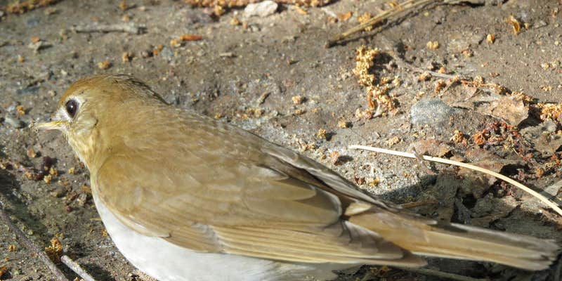 Camper submitted image from Moose Lake State Park Campground
