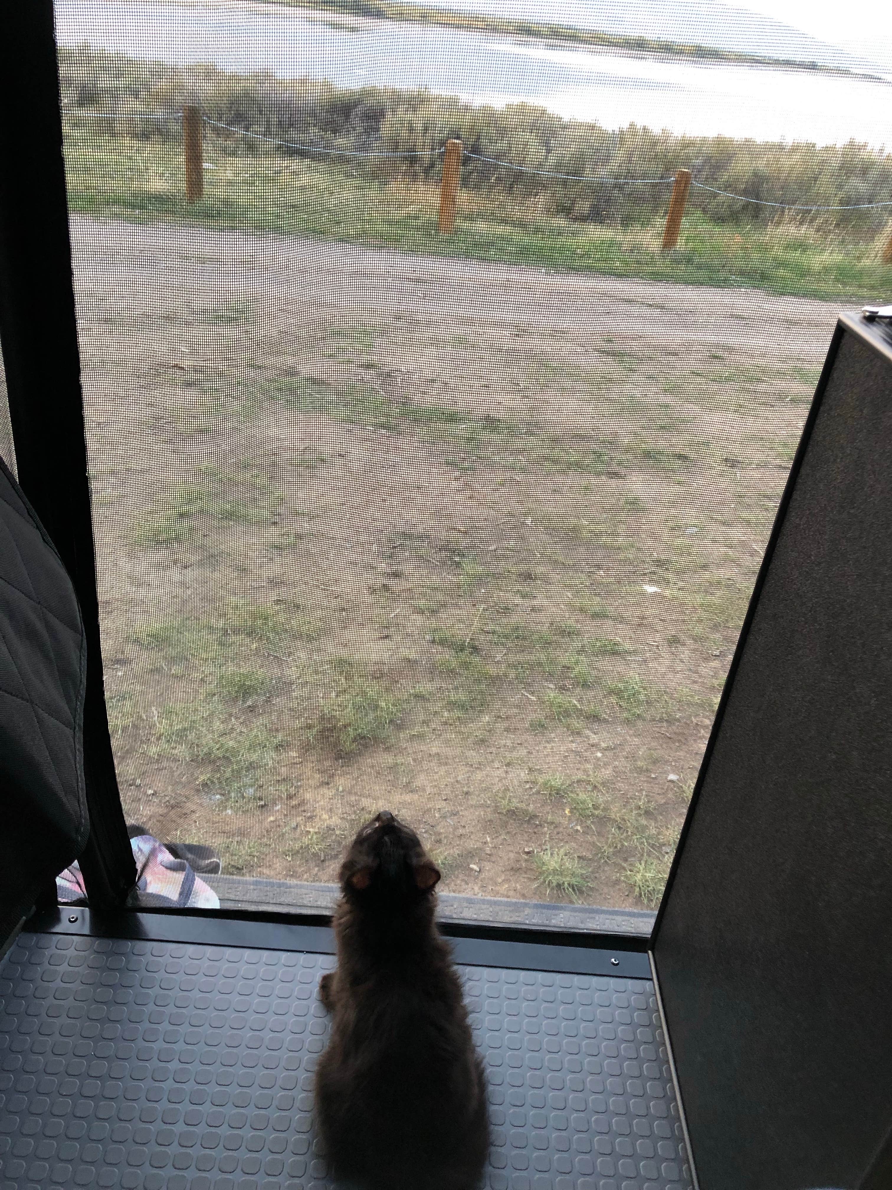 mars R.'s photo of camping with pets at Henry's Lake BLM Dispersed near West Yellowstone, MT