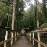 Review photo of Caddo Lake State Park Campground by Susan L., September 17, 2021