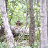 Review photo of Baptism River Campground — Tettegouche State Park by MARY K., September 17, 2021