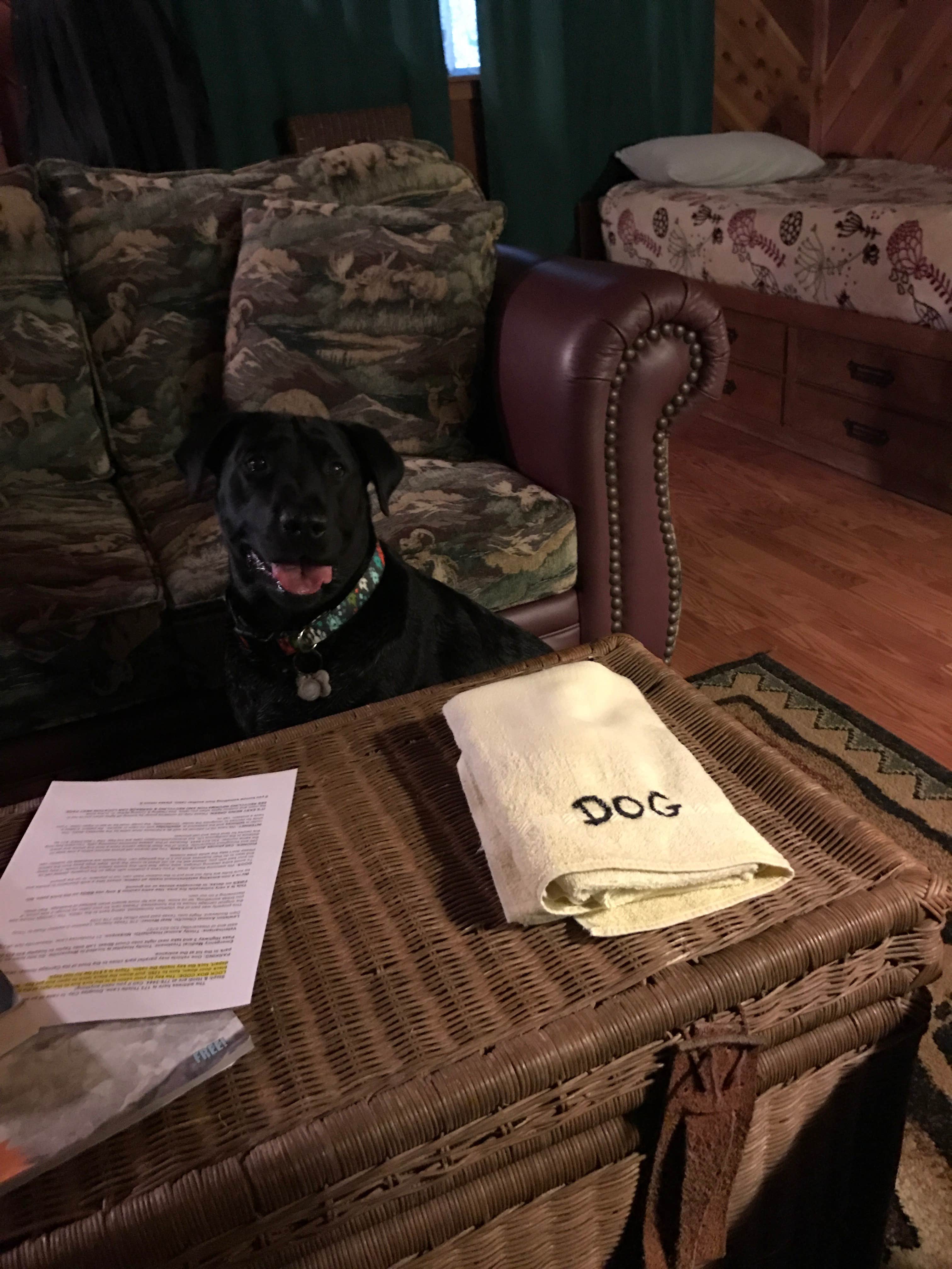 Darin D.'s photo of camping with pets at Trinity River Adventure Inn in California