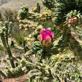 Review photo of Pine Springs Campground — Guadalupe Mountains National Park by Susan L., September 18, 2021