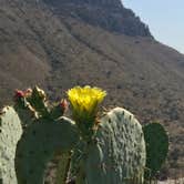 Review photo of Pine Springs Campground — Guadalupe Mountains National Park by Susan L., September 18, 2021