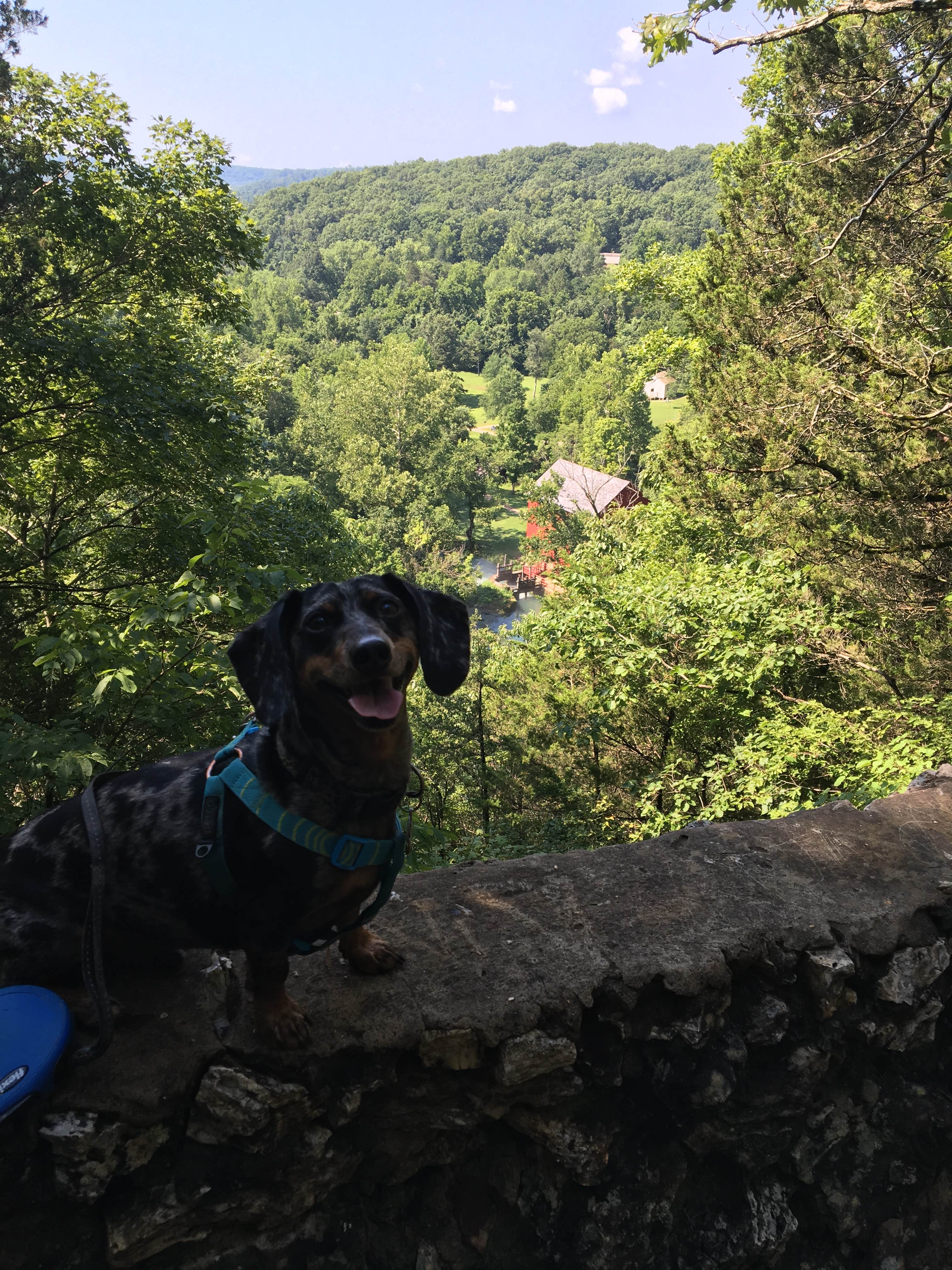 Shelly S.'s photo of camping with pets at Alley Spring Campground — Ozark National Scenic Riverway near Mountain View, MO