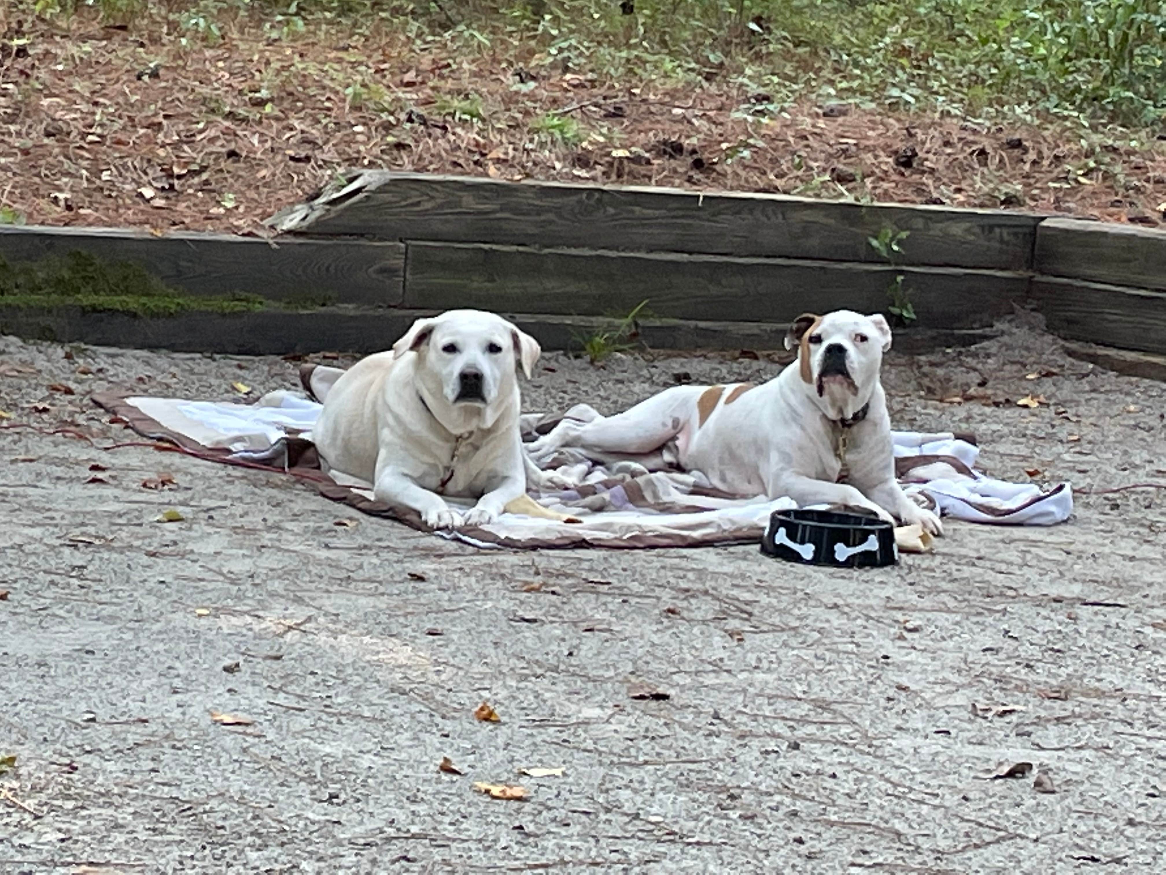Roger C.'s photo of camping with pets at Coneross Park Campground near Anderson, SC