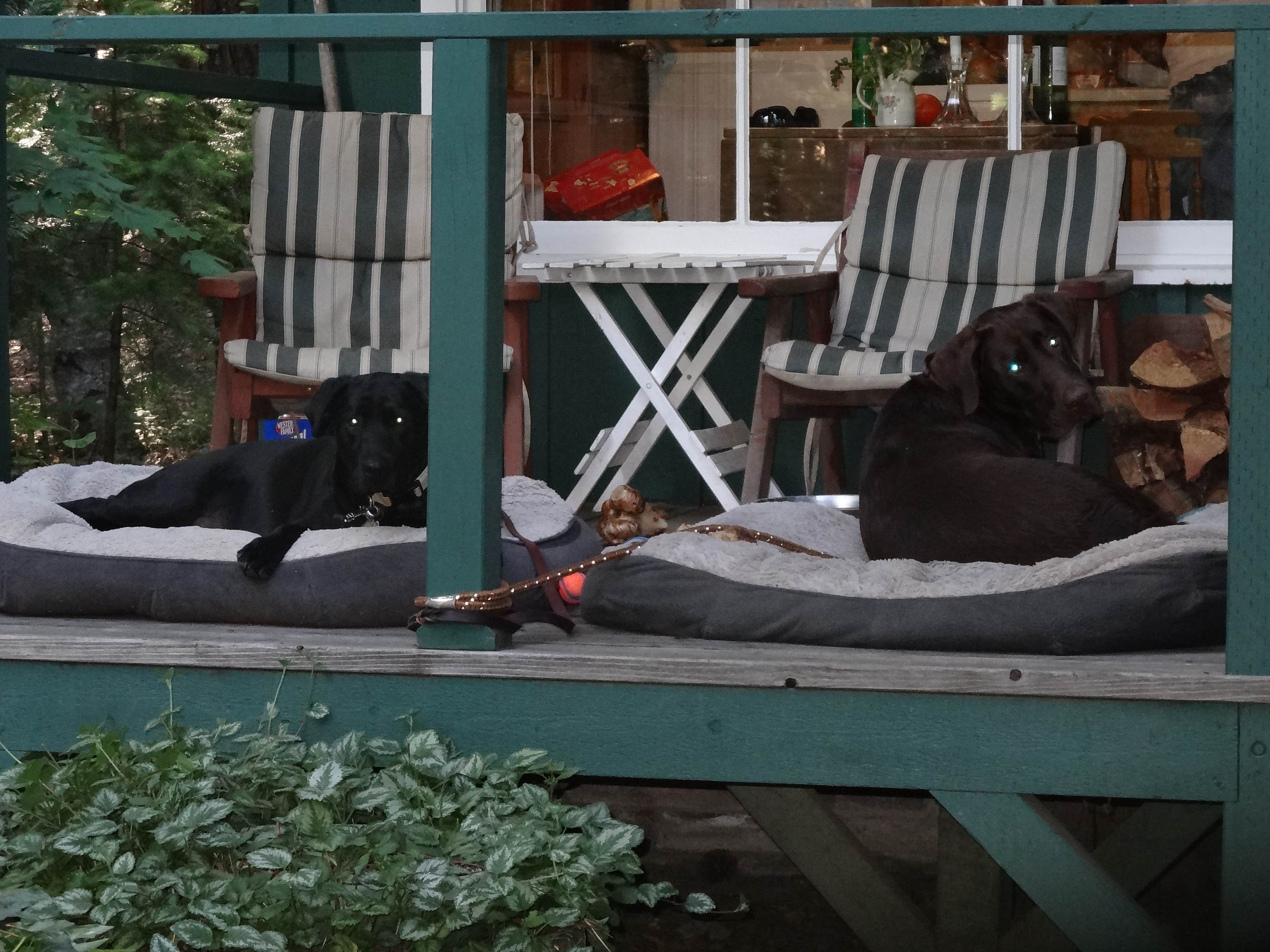 Darin D.'s photo of camping with pets at Ripple Creek Cabins near Mount Shasta, CA