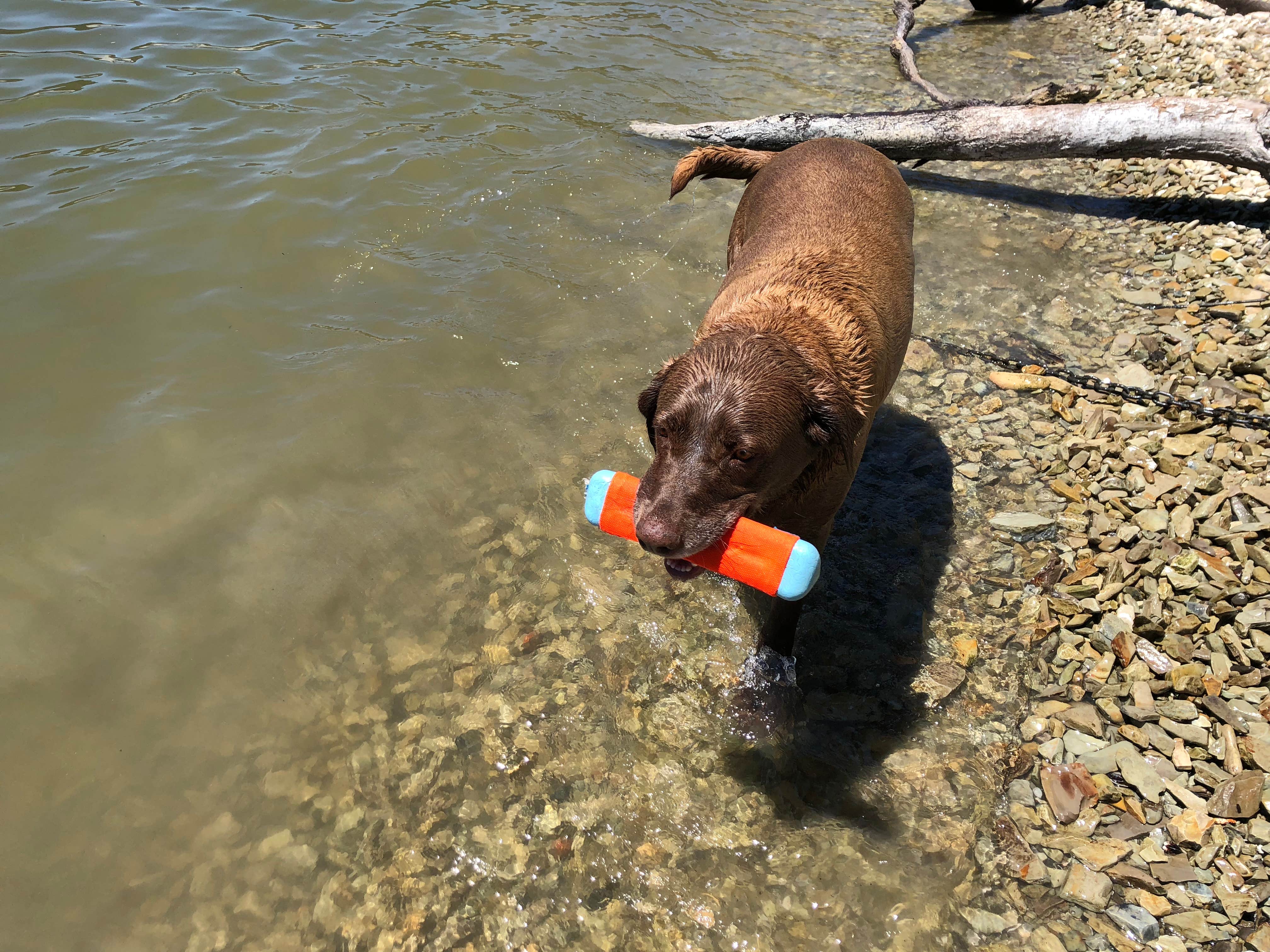 Jeremy F.'s photo of camping with pets at Lopez Lake Recreation Area near Santa Maria, CA