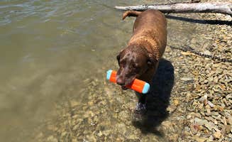Jeremy F.'s photo of camping with pets at Lopez Lake Recreation Area in California
