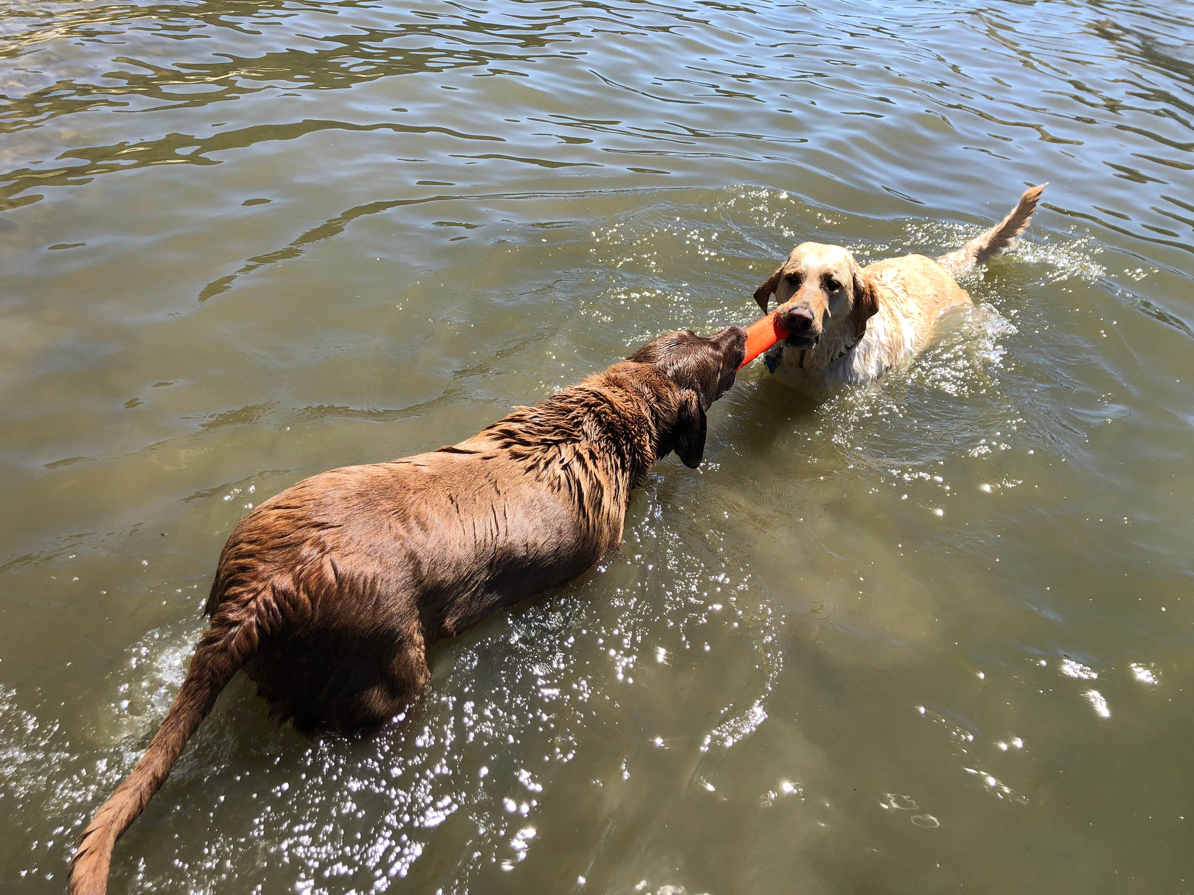Jeremy F.'s photo of camping with pets at Lopez Lake Recreation Area near Pismo Beach, CA