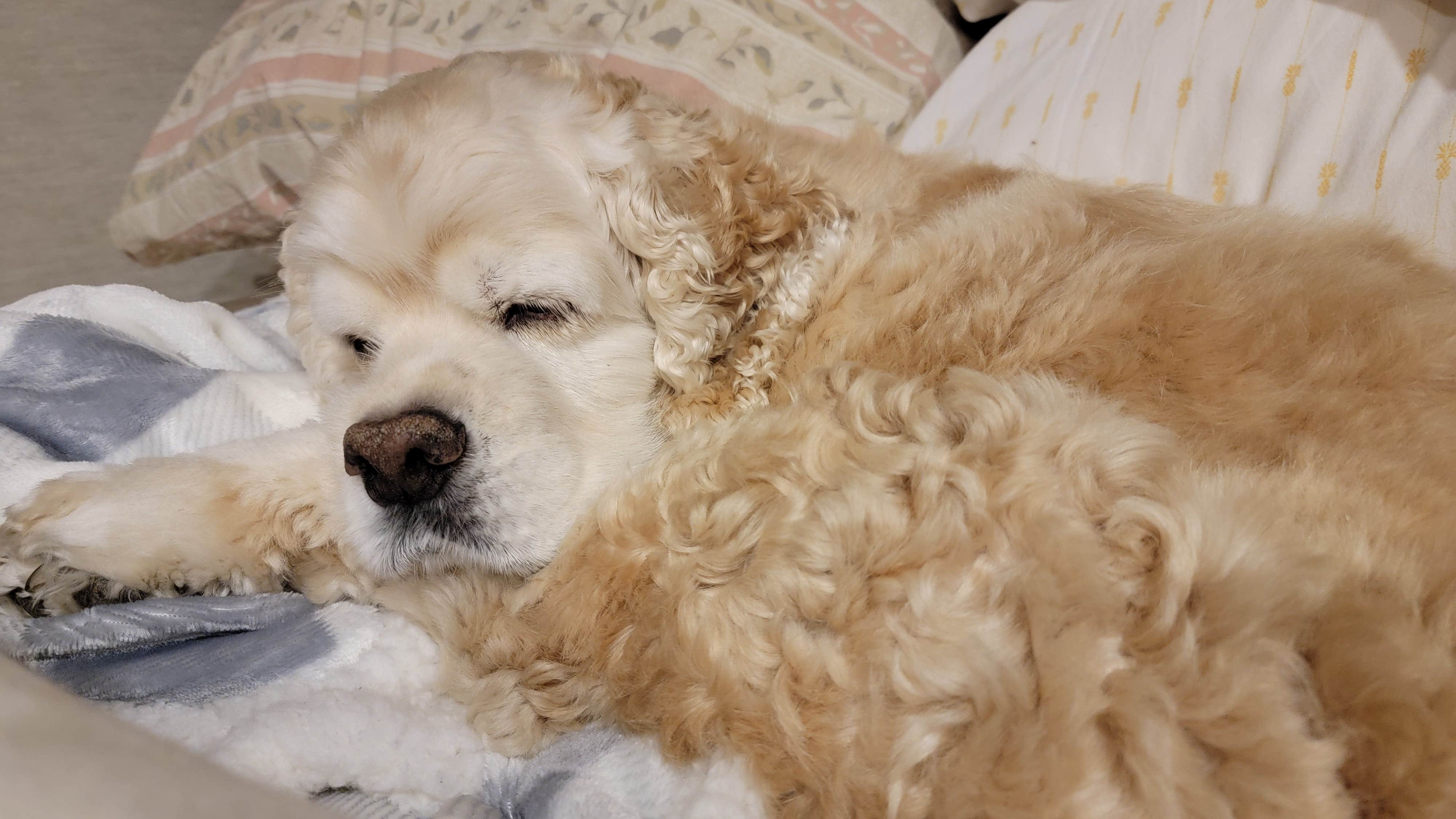 Tara T.'s photo of camping with pets at Mackinaw City / Mackinac Island KOA in Michigan