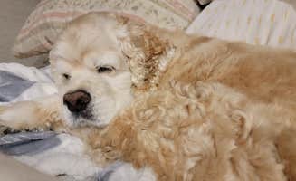 Tara T.'s photo of camping with pets at Mackinaw City / Mackinac Island KOA near Cross Village, MI
