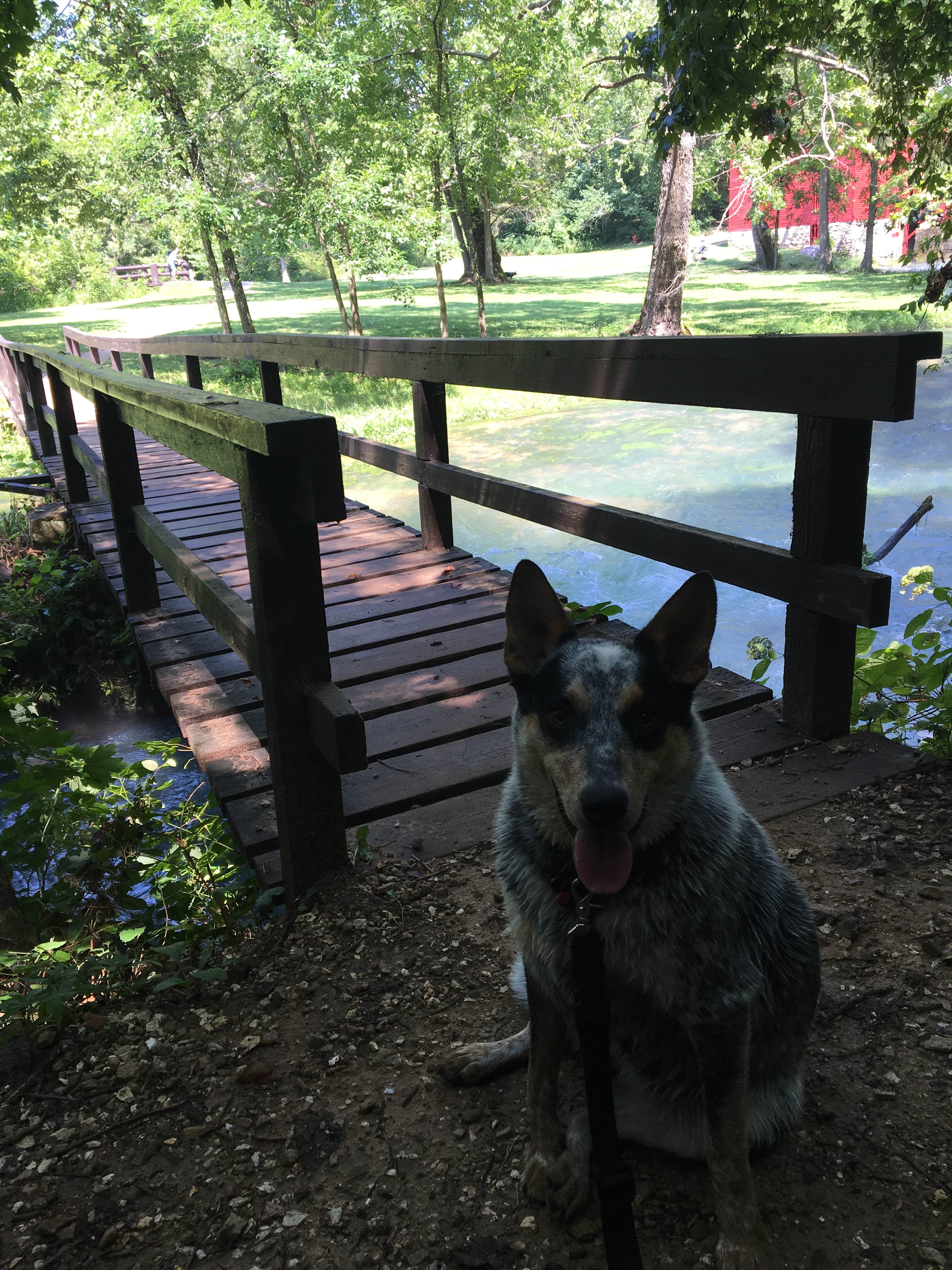 Camper submitted image from Alley Spring Campground — Ozark National Scenic Riverway - 4