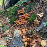 Review photo of Side Lake Campground — McCarthy Beach State Park by Lindsay N., September 18, 2021