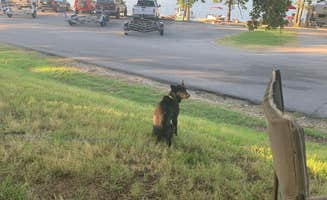 Erin H.'s photo of camping with pets at Lost Bridge South near Eureka Springs, AR