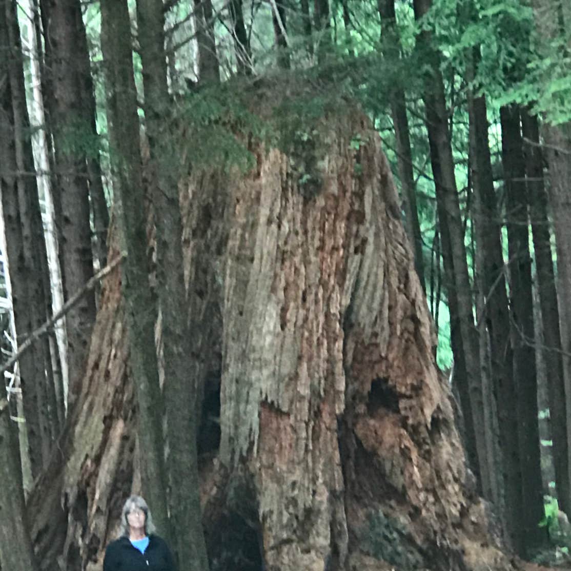 Ocean Breeze RV Resort KM Resorts Ocean Shores, WA