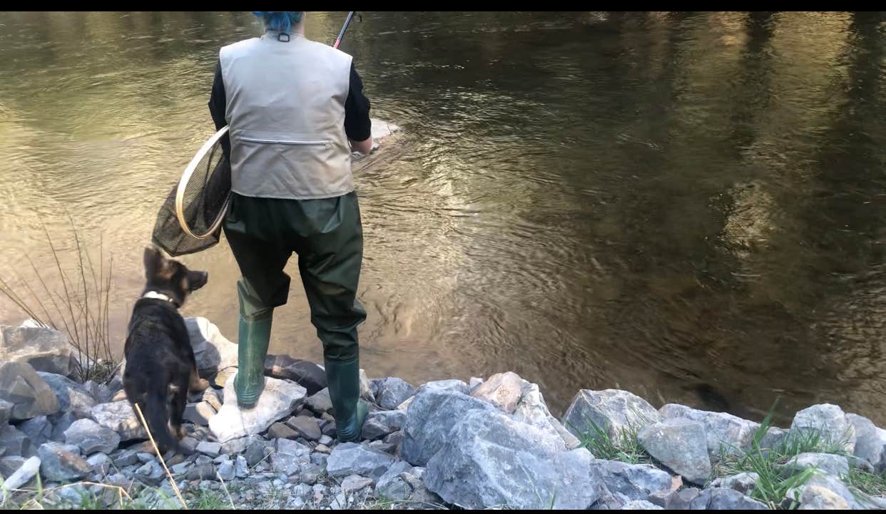 Brittany B.'s photo of camping with pets at Gandy Creek Dispersed Camping near Durbin, WV