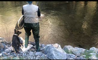 Brittany B.'s photo of camping with pets at Gandy Creek Dispersed Camping in West Virginia