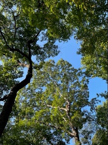 Camper-submitted photo at Ridgewood Campground near Richmond, MI