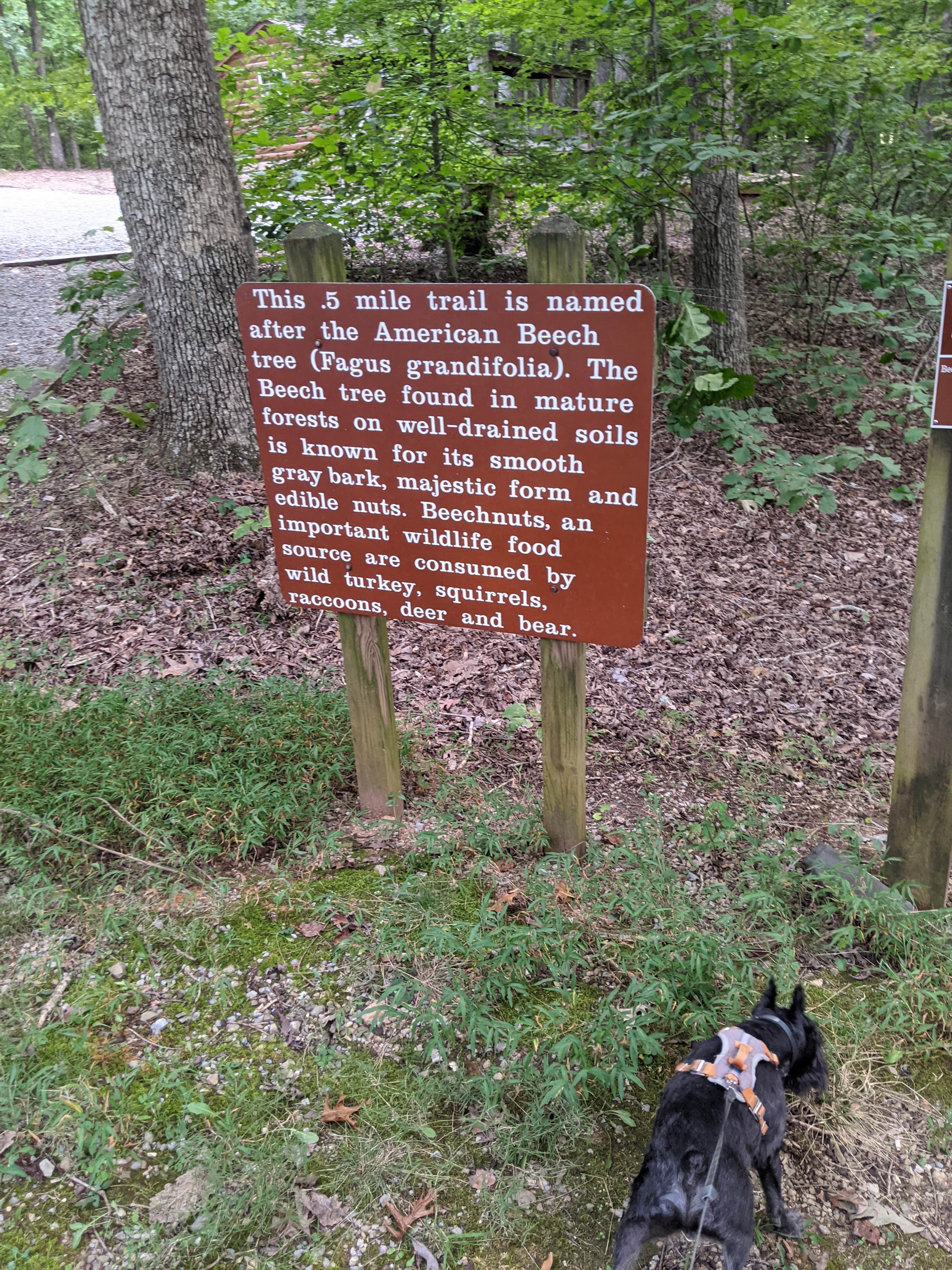 Megan K.'s photo of camping with pets at Smith Mountain Lake State Park Campground near Hurt, VA