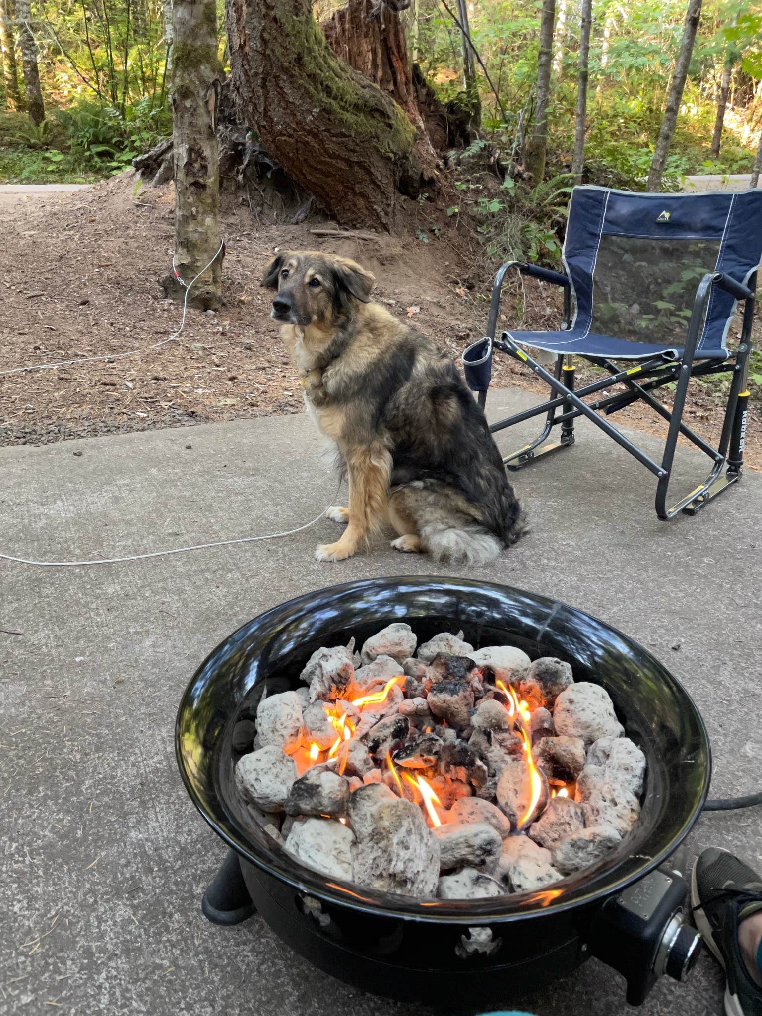 Brian P.'s photo of camping with pets at River Bend County Park in Oregon