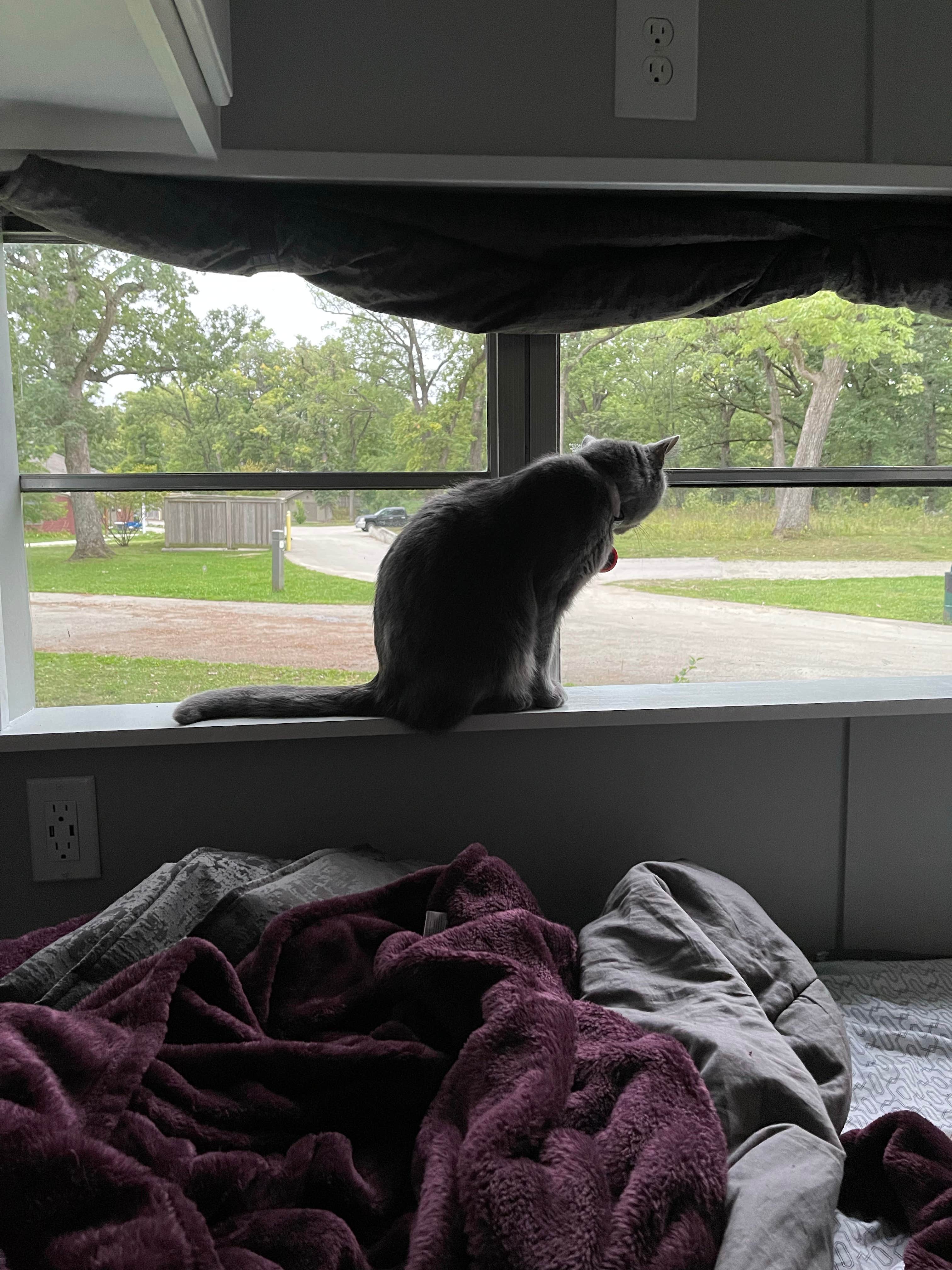 Laura Z.'s photo of camping with pets at Camp Reinberg near Chicago, IL