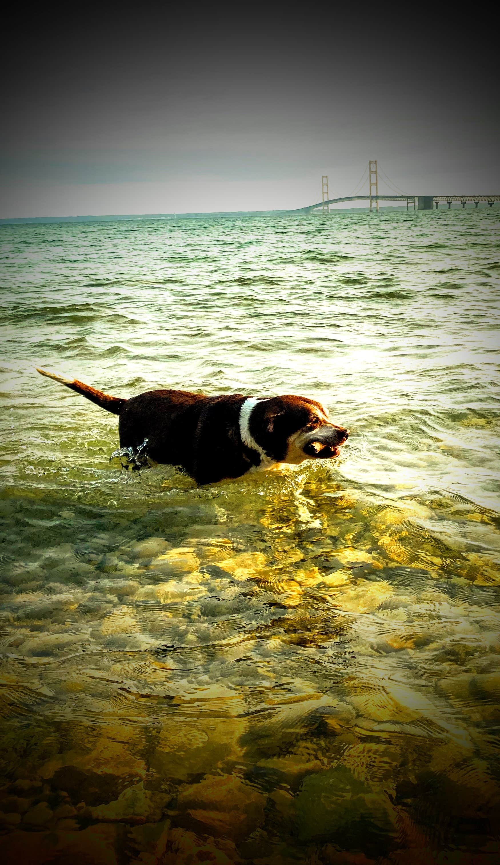 Ryan L T.'s photo of camping with pets at Straits State Park Campground near Indian River, MI